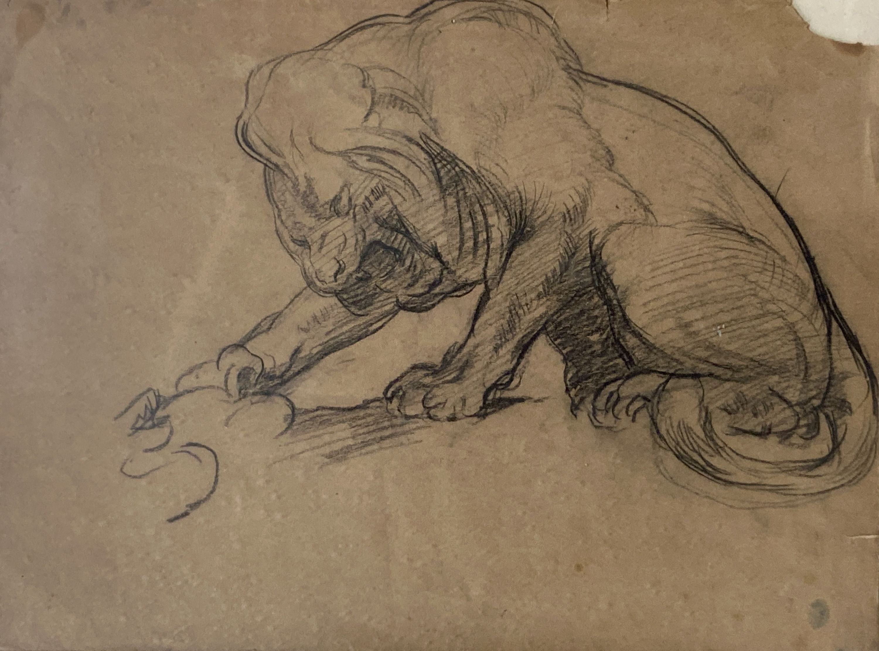 Early 20th century English school, charcoal drawing, Study of a lion, 27 x 35cm.